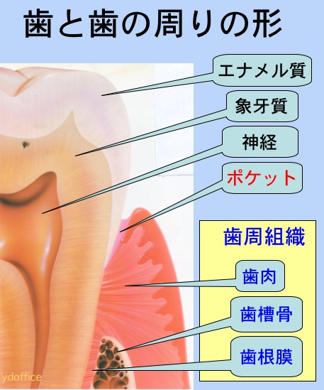 歯周組織の断面図